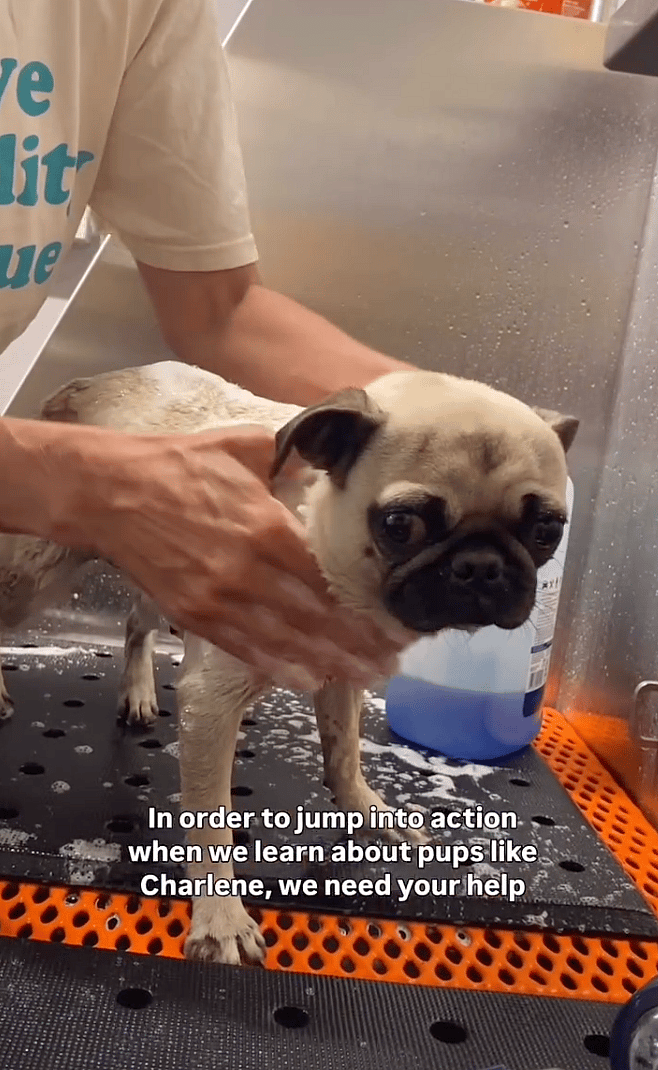 Abandoned Pug Found Wrapped in a Dirty T-Shirt, Then A Hero Found Her & Everything Changed